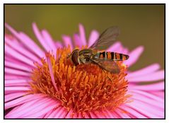 Hainschwebfliege (Episyrphus balteatus)