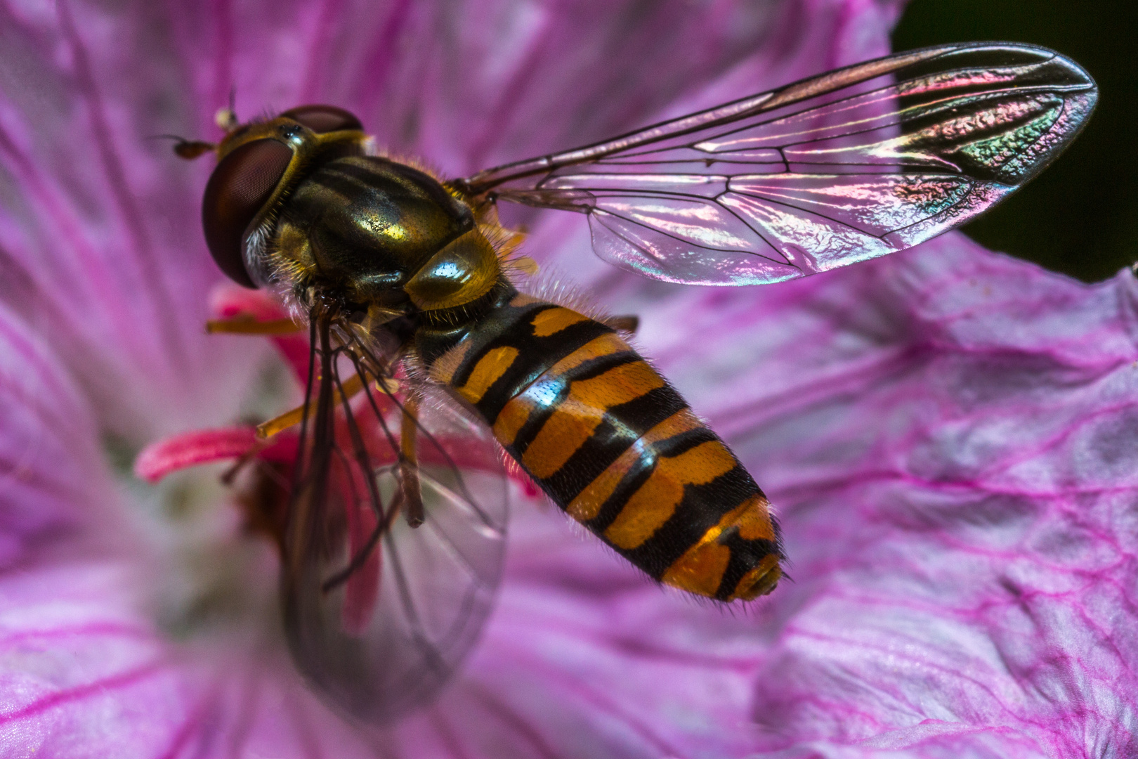 Hainschwebfliege (Episyrphus balteatus)