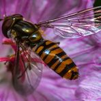 Hainschwebfliege (Episyrphus balteatus)