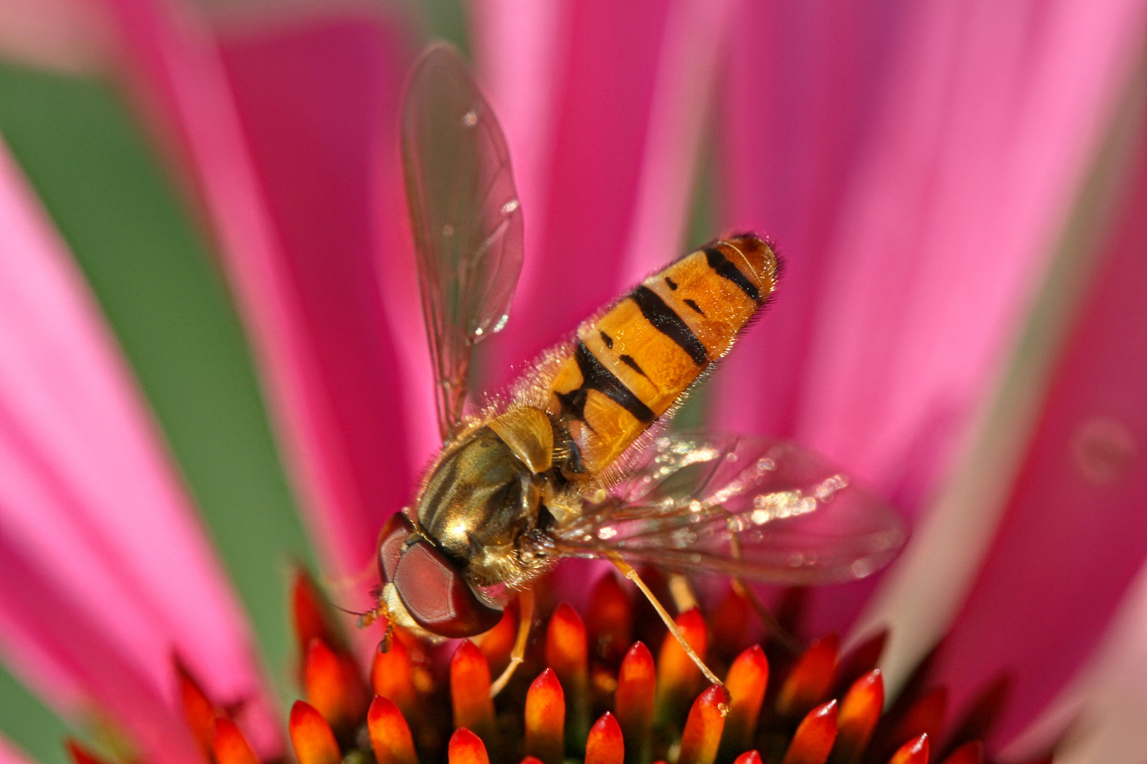 Hainschwebfliege (Episyrphus balteatus)