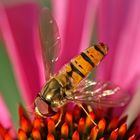 Hainschwebfliege (Episyrphus balteatus)