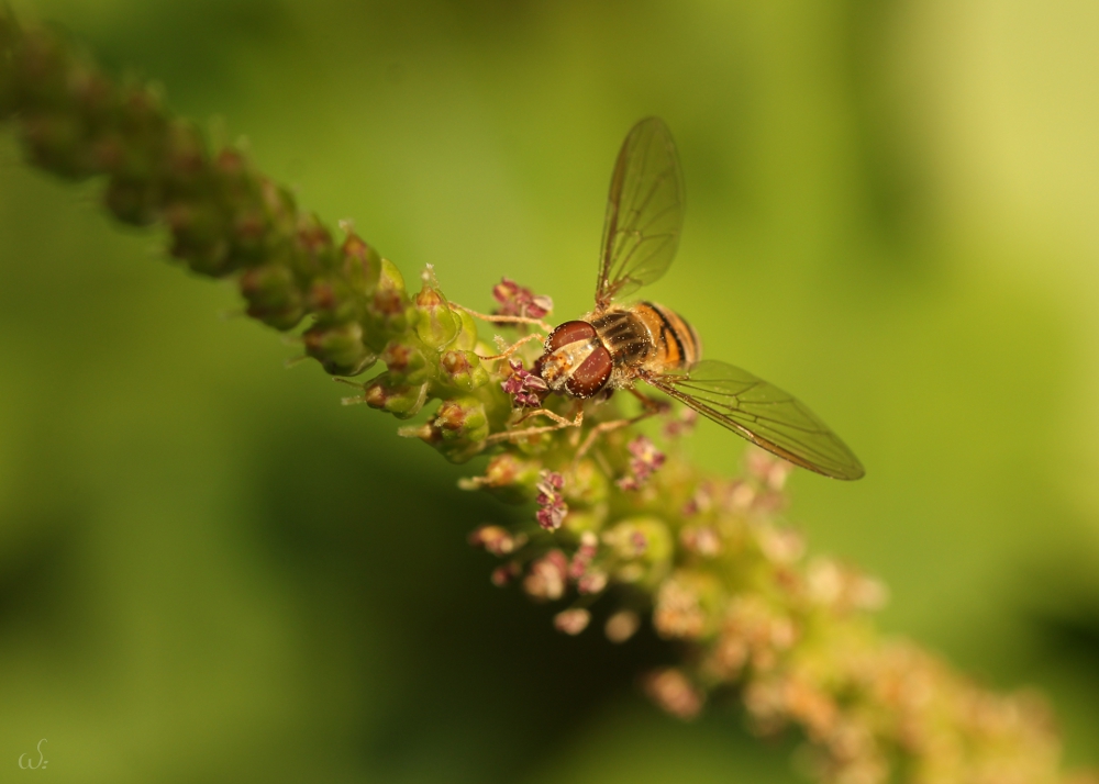 Hainschwebfliege (Episyrphus balteatus)