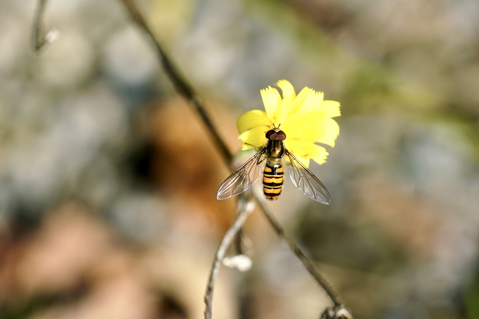 Hainschwebfliege (Episyrphus balteatus)