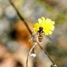 Hainschwebfliege (Episyrphus balteatus)