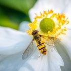 Hainschwebfliege (Episyrphus balteatus)