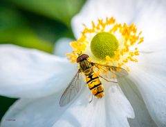 Hainschwebfliege (Episyrphus balteatus)