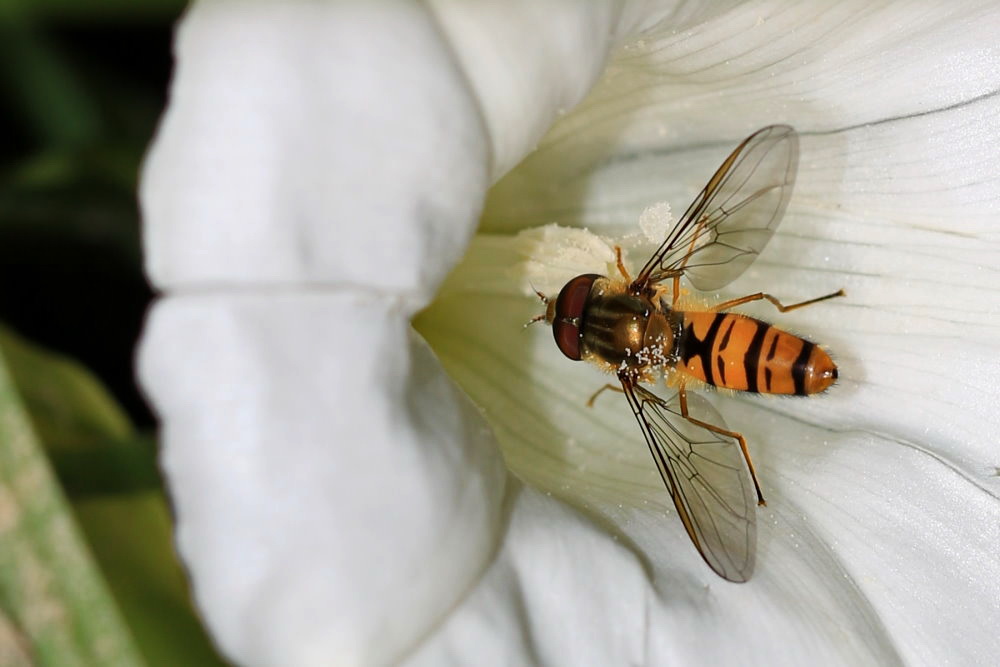 Hainschwebfliege [Episyrphus balteatus]