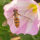 Hainschwebfliege (Episyrphus balteatus)