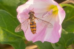 Hainschwebfliege (Episyrphus balteatus)