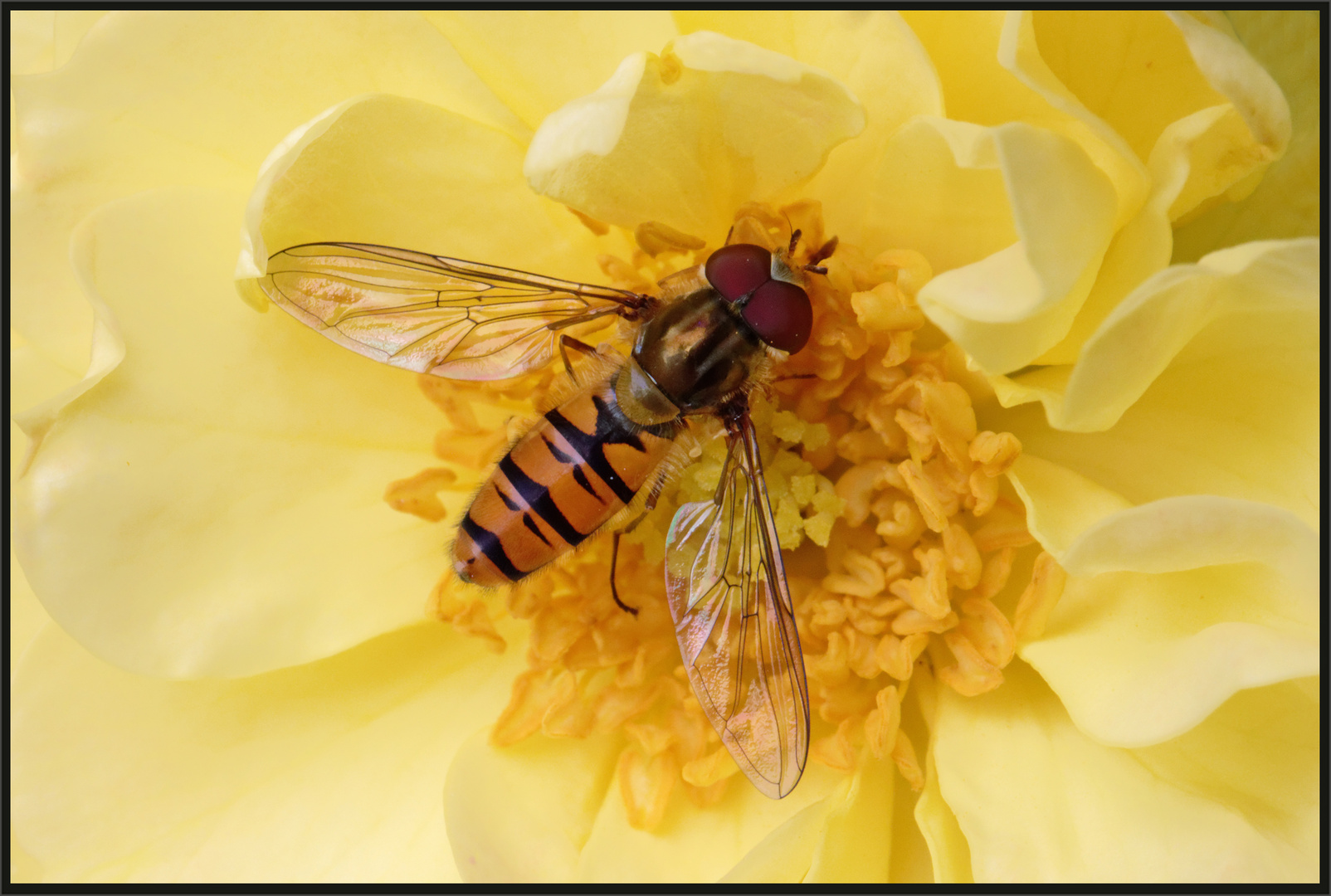 Hainschwebfliege (Episyrphus balteatus)