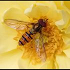 Hainschwebfliege (Episyrphus balteatus)