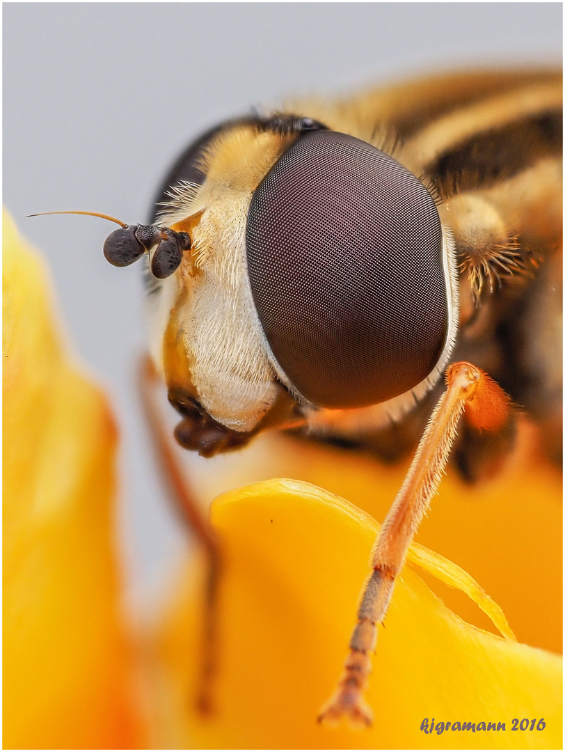 hainschwebfliege (episyrphus balteatus)....