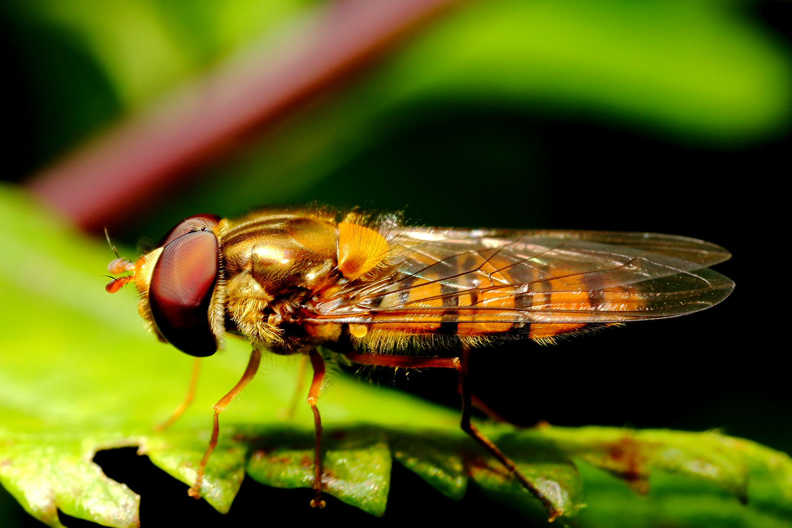 Hainschwebfliege (Episyrphus balteatus) (II)