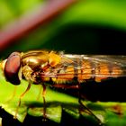 Hainschwebfliege (Episyrphus balteatus) (II)