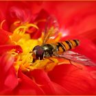 Hainschwebfliege (Episyrphus balteatus) - Männchen