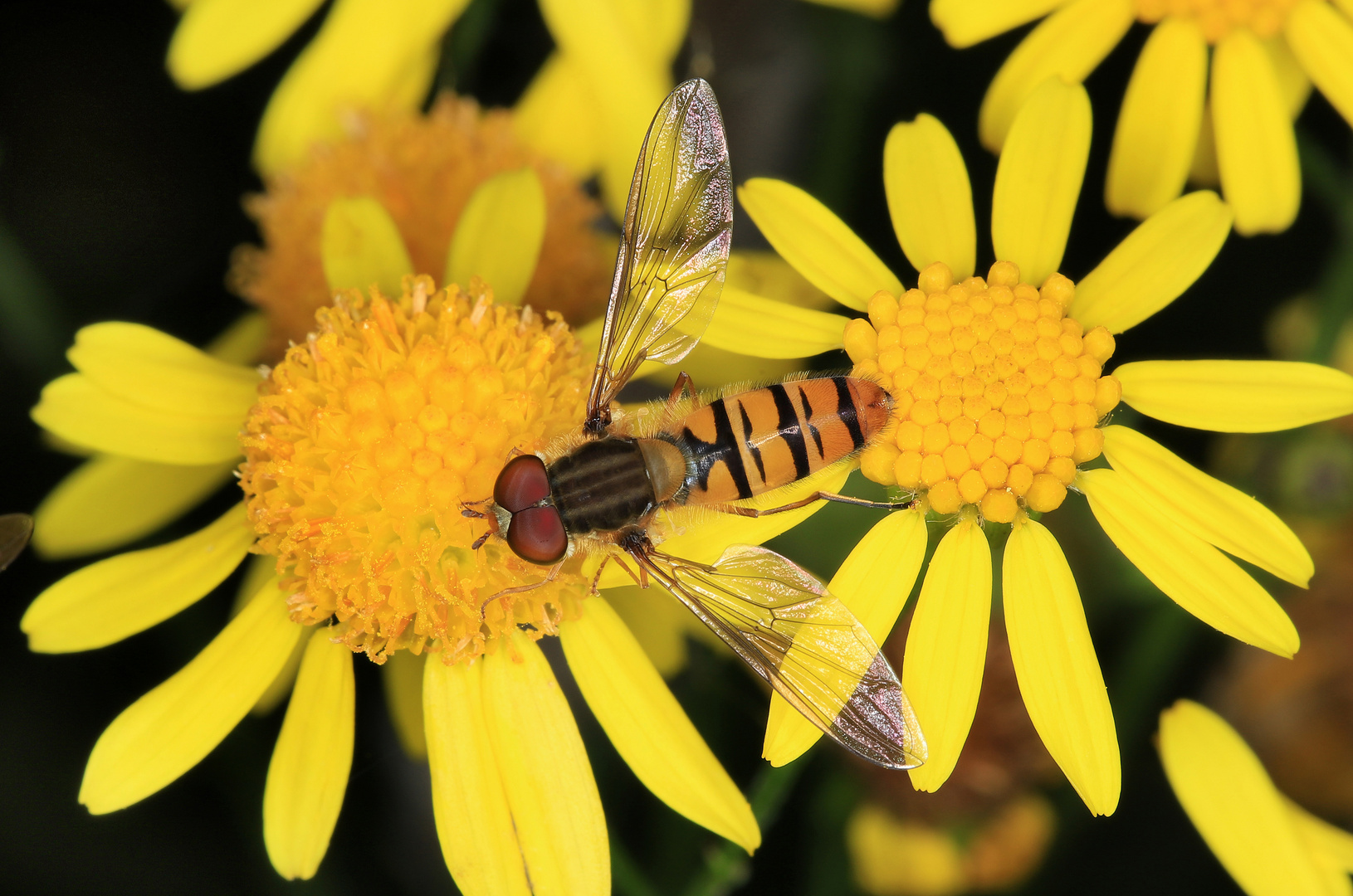 Hainschwebfliege, Episyrphus balteatus , männlich, auf Jakos-Kreuzkraut