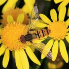 Hainschwebfliege, Episyrphus balteatus , männlich, auf Jakos-Kreuzkraut