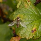 Hainschwebfliege (Episyrphus balteatus) - mit geöffneten Flügeln