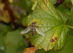 Hainschwebfliege (Episyrphus balteatus) - mit geöffneten Flügeln