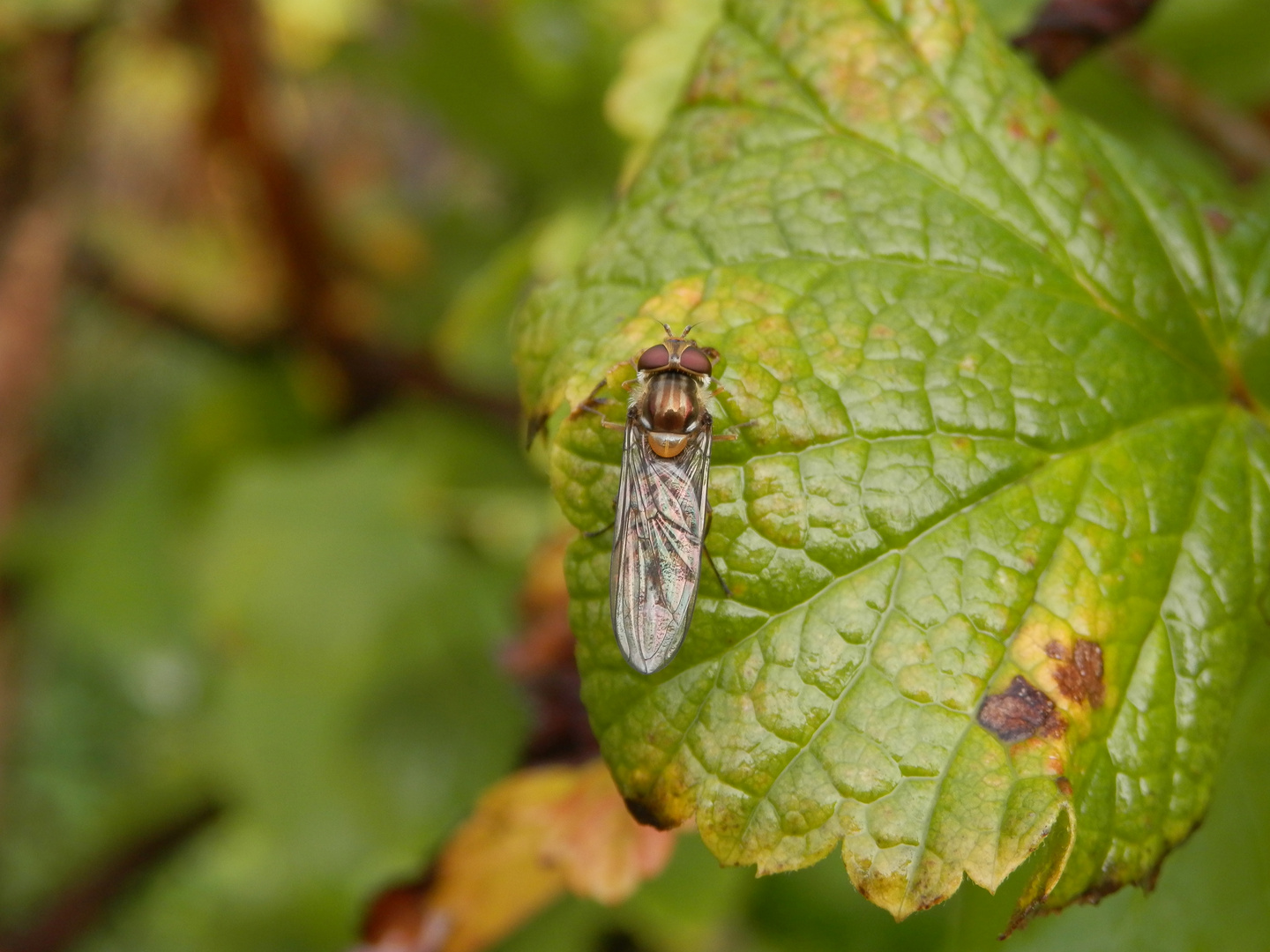 Hainschwebfliege (Episyrphus balteatus) - mit geschlossenen Flügeln