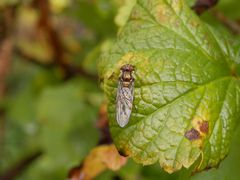 Hainschwebfliege (Episyrphus balteatus) - mit geschlossenen Flügeln