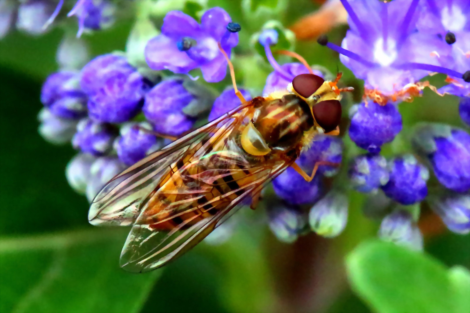 Hainschwebfliege (Episyrphus balteatus) (Va)