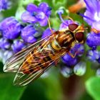 Hainschwebfliege (Episyrphus balteatus) (Va)