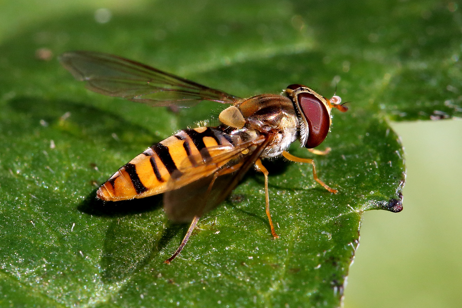 Hainschwebfliege (Episyrphus balteatus) (VI)