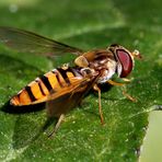 Hainschwebfliege (Episyrphus balteatus) (VI)