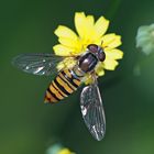 Hainschwebfliege (Episyrphus balteatus), Weibchen