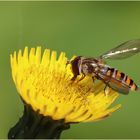 Hainschwebfliege (Episyrphus balteatus) - Weibchen...