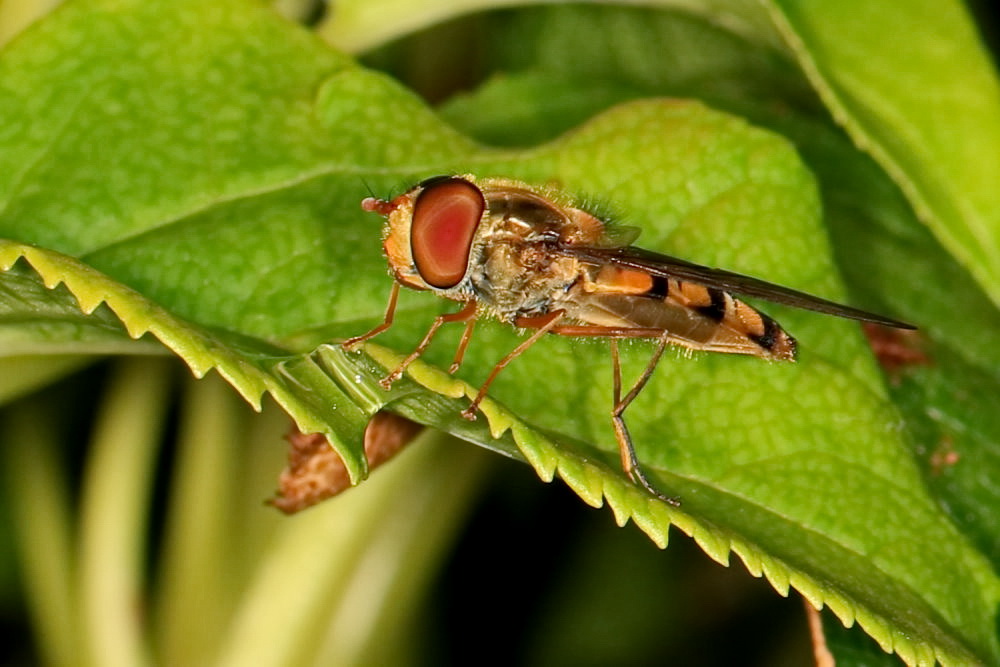 Hainschwebfliege