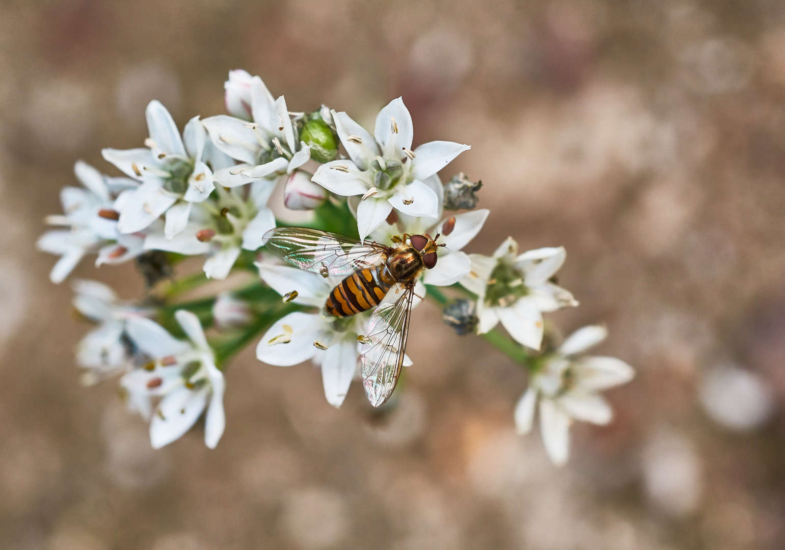 Hainschwebfliege