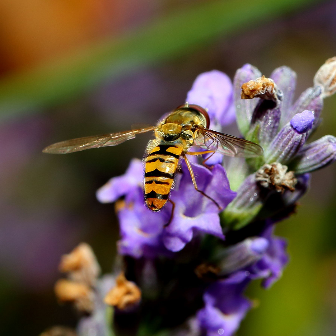 Hainschwebfliege (II)