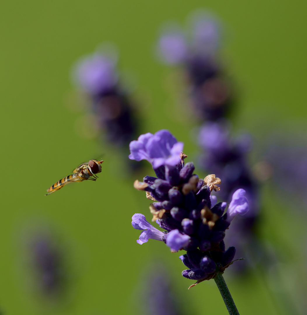 Hainschwebfliege  im Anmarsch