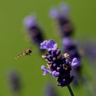 Hainschwebfliege  im Anmarsch