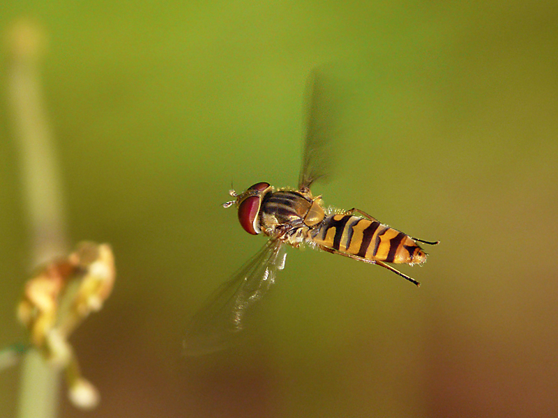 Hainschwebfliege im Flug