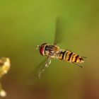 Hainschwebfliege im Flug