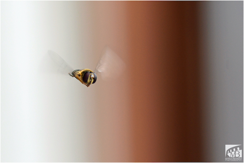 Hainschwebfliege im Flug