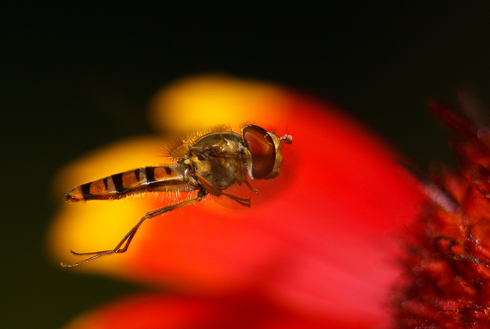 Hainschwebfliege im Flug