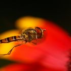 Hainschwebfliege im Flug