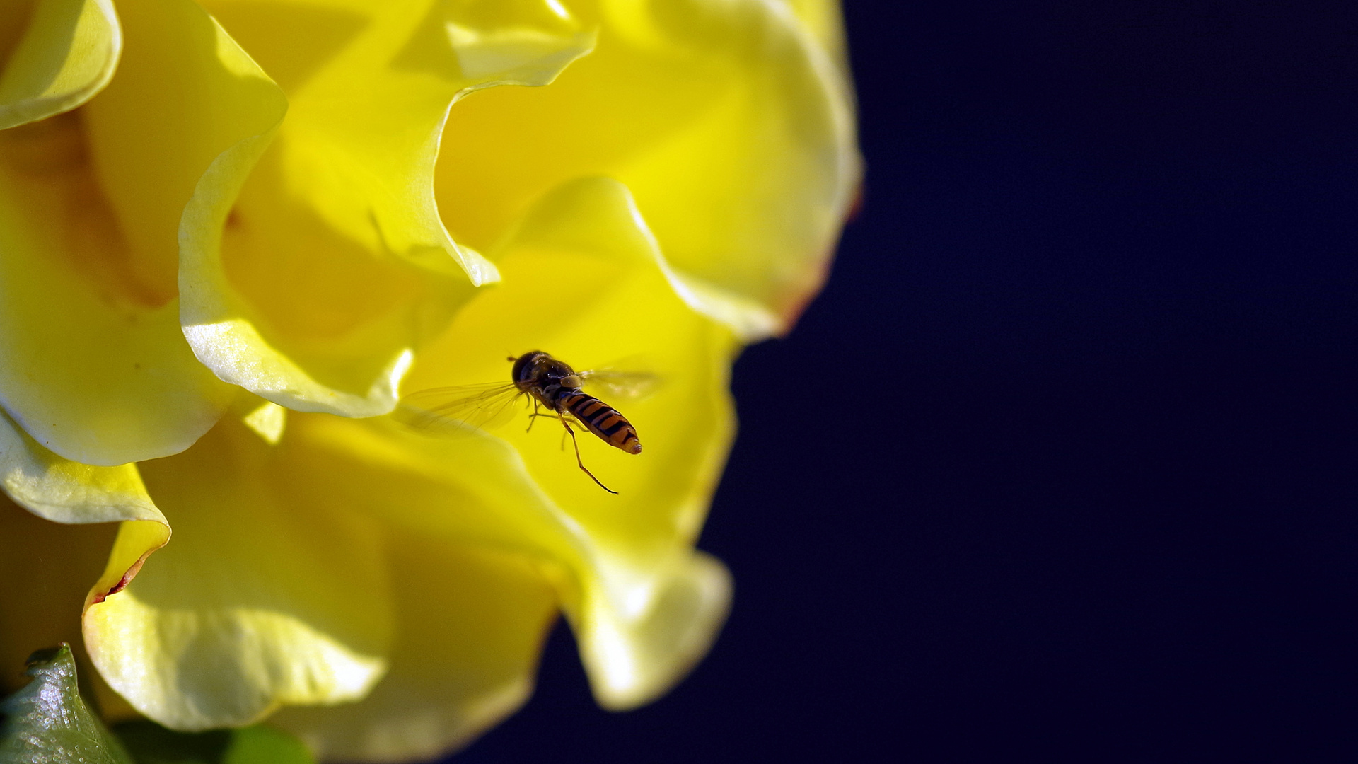 Hainschwebfliege im Landeanflug