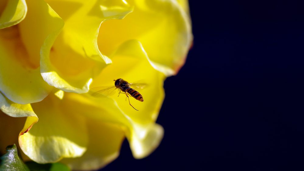 Hainschwebfliege im Landeanflug