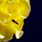 Hainschwebfliege im Landeanflug