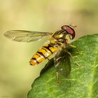 Hainschwebfliege - Männchen