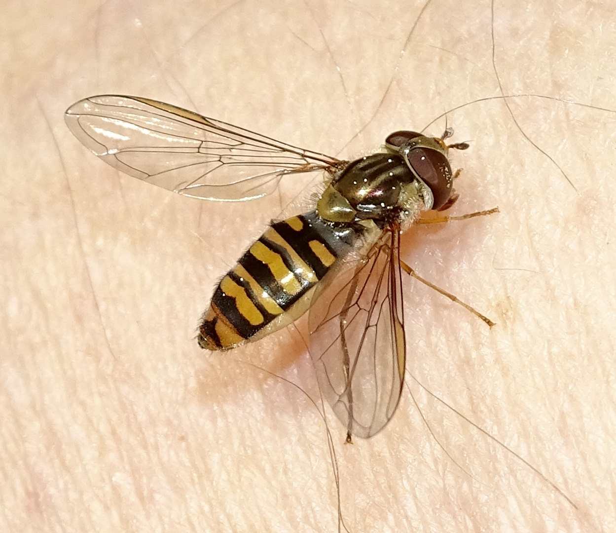 Hainschwebfliege(Episyrphus balteatus),