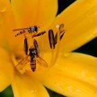 Hainschwebfliegen (Episyrphus balteatus)...