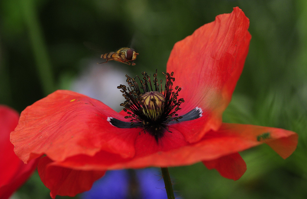 Hainschwebfliegen Männchen