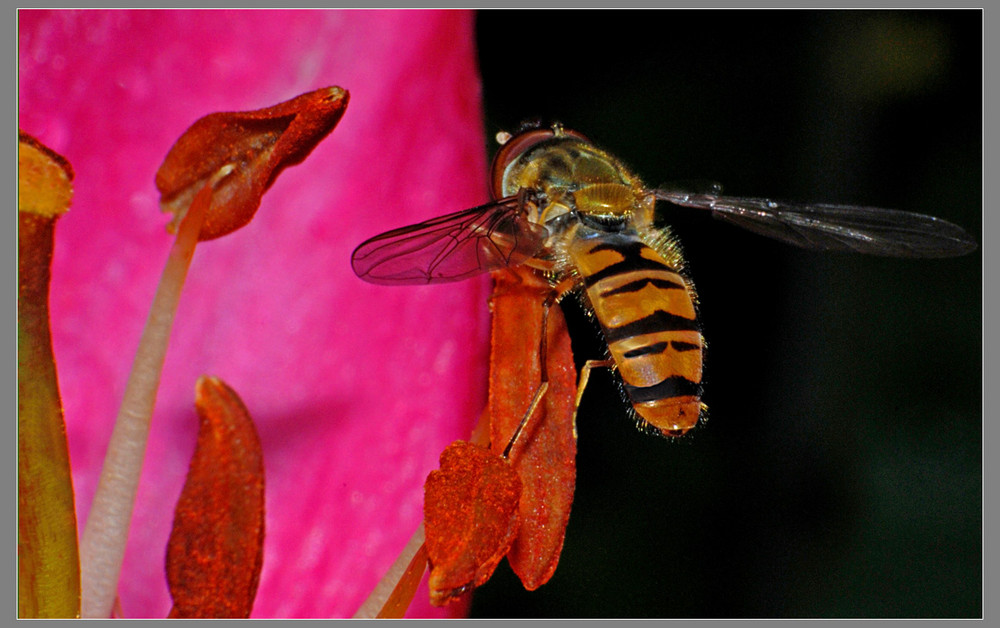 Hainschwebfliegen-Männchen (Episyrphus balteatus)