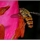 Hainschwebfliegen-Männchen (Episyrphus balteatus)